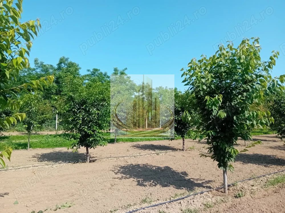 Vand/Schimb Livada Belint 16000mp