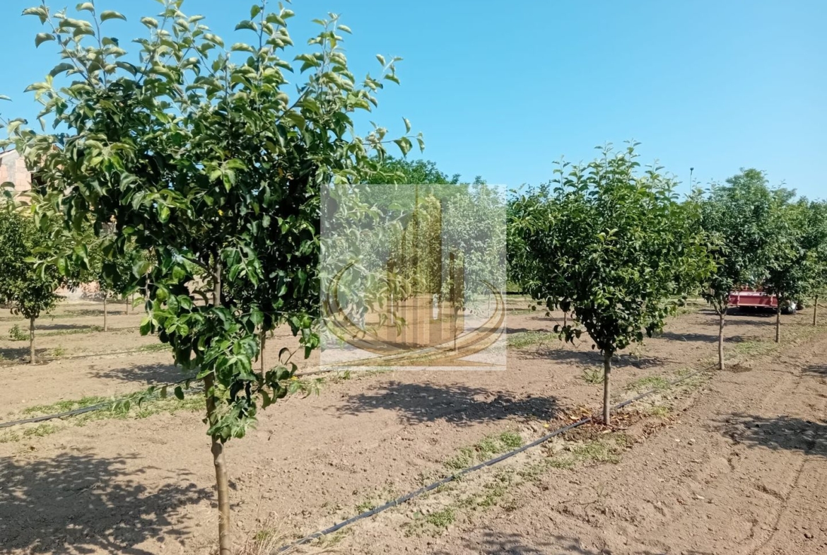 Vand/Schimb Livada Belint 16000mp