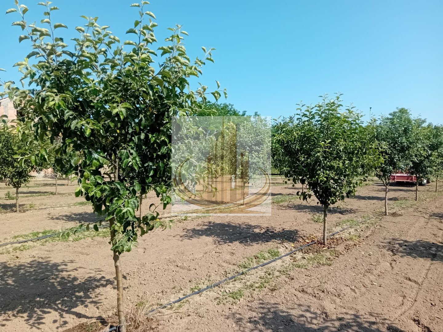 Vand/Schimb Livada Belint 16000mp