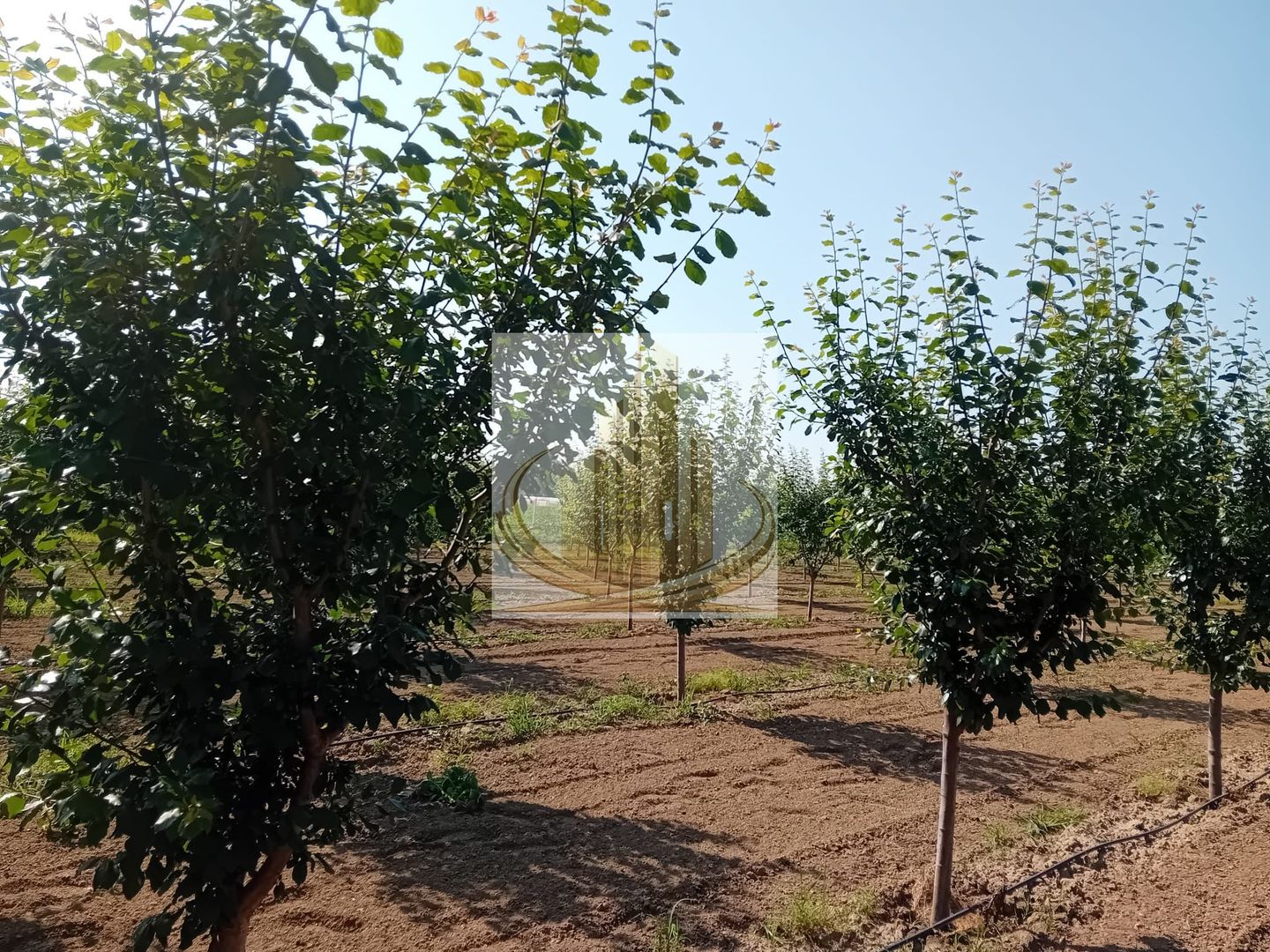 Vand/Schimb Livada Belint 16000mp