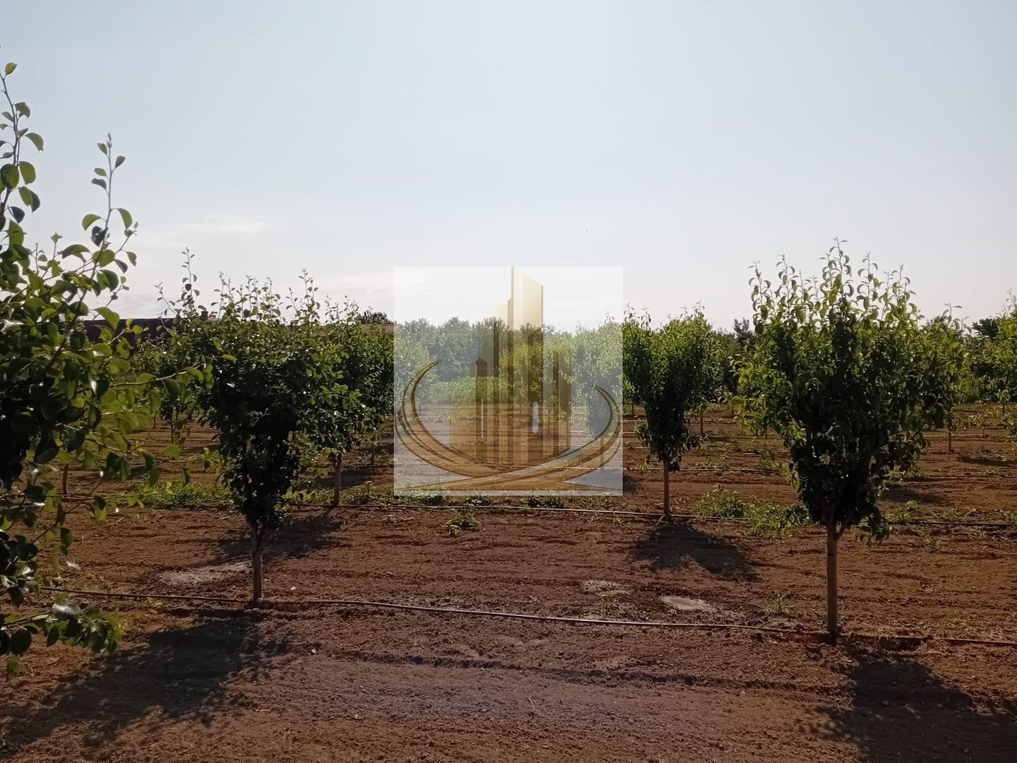 Vand/Schimb Livada Belint 16000mp