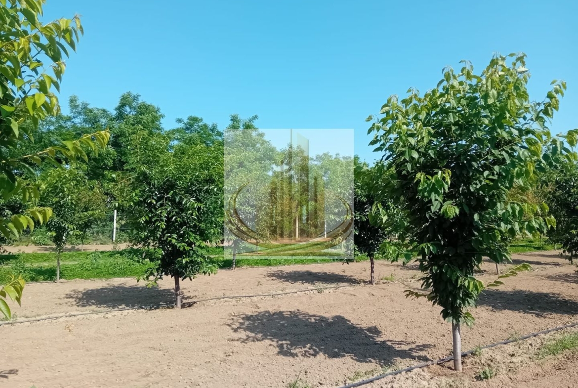 Vand/Schimb Livada Belint 16000mp