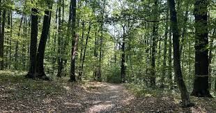 🌲 Teren 7.100 mp cu pădure proprie – Bârnova, lângă Iași