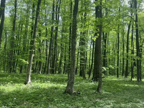 🌲 Teren 7.100 mp cu pădure proprie – Bârnova, lângă Iași - foto 3
