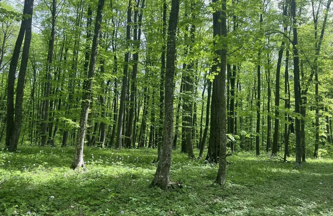 🌲 Teren 7.100 mp cu pădure proprie – Bârnova, lângă Iași