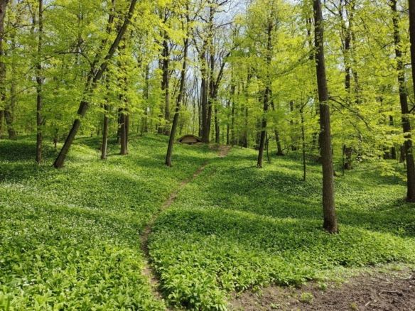 🌲 Teren 7.100 mp cu pădure proprie – Bârnova, lângă Iași