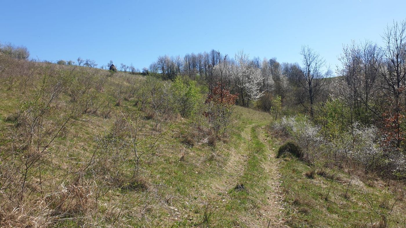 Teren cu panoramă fabuloasă, 10.059 mp, Roșia. 19.000 EUR. Comision 0 - foto 3